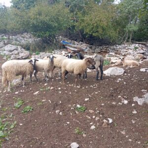 Ovce-sorte pramenka prodajem