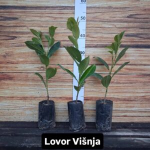 Sadnice Lovor Višnje za živu ograd
